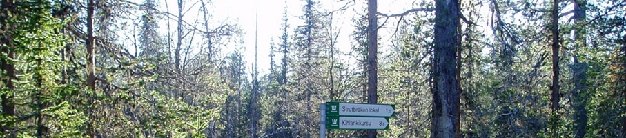 Swedish trees and sign