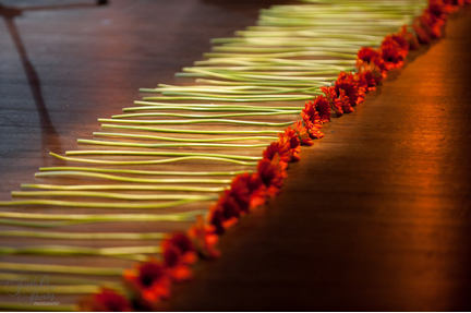 Glorious Flowers - image by Steve @ 4130 Photography, Newcastle